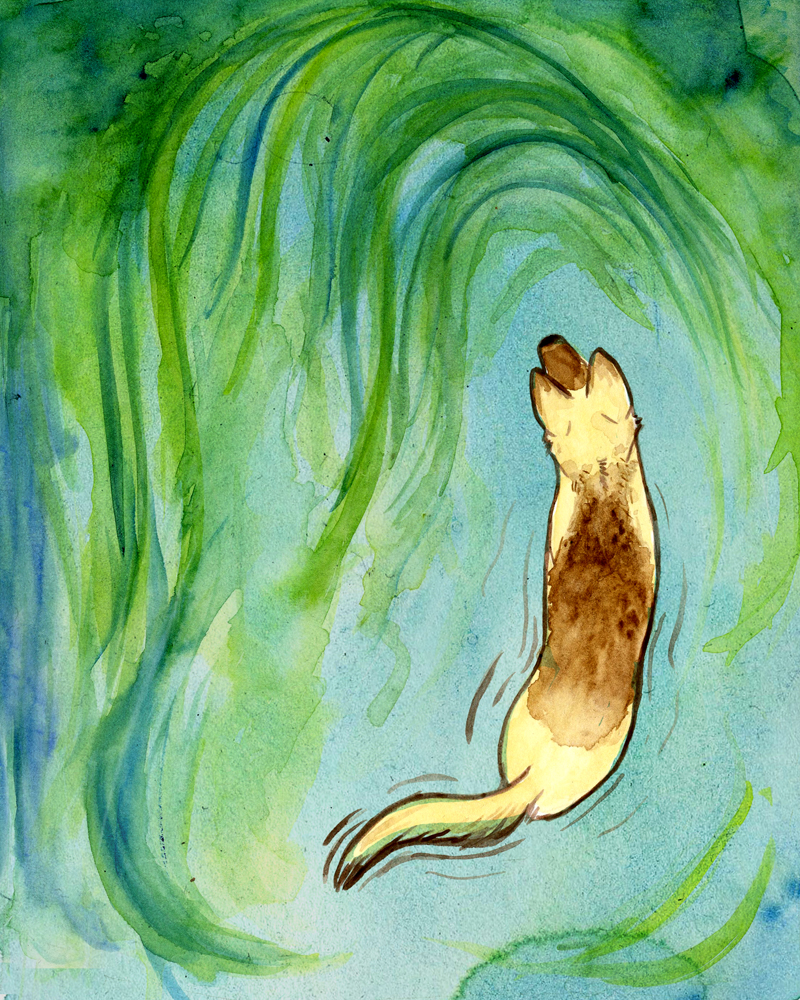 Blue-Green Algae Toxicity a german shepherd dog wading through blue-green algae